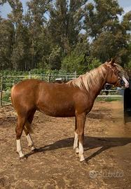 Vendita puledra american quarter horse