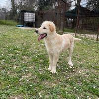 Cucciolo di taglia grande in adozione