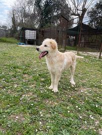 Cucciolo di taglia grande in adozione