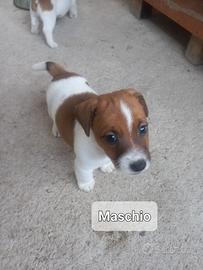 Cuccioli Jack Russel terrier pelo liscio