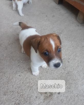 Cuccioli Jack Russel terrier pelo liscio