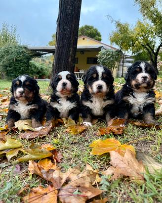 Cuccioli bovaro del Bernese pedigree