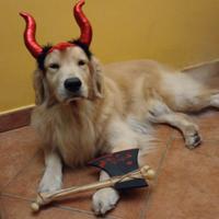 Golden Retriever Americano