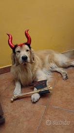 Golden Retriever Americano