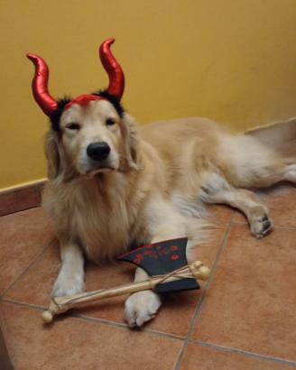 Golden Retriever Americano