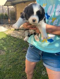 Border collie con pedigree