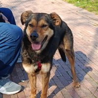 Cagnolina meticcia pastore