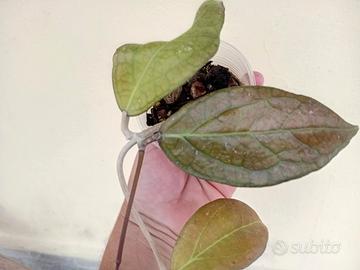 pianta hoya tequila  sunrise 