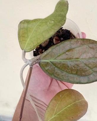 pianta hoya tequila  sunrise 