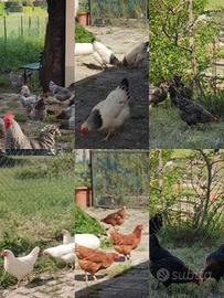 Galline Sussex,Livornesi, Rosse, Blu,Barrate,nere