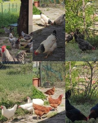 Galline Sussex,Livornesi, Rosse, Blu,Barrate,nere