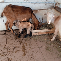 Due capre femmina e due capretti piccoli