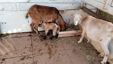 Due capre femmina e due capretti piccoli
