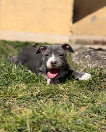 Cucciola di pitbull