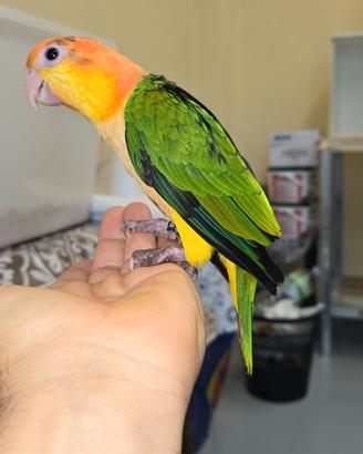 Pappagalli caicco testa gialla allevati a mano