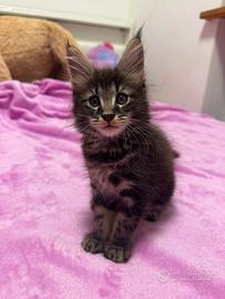 Cuccioli di Mainecoon