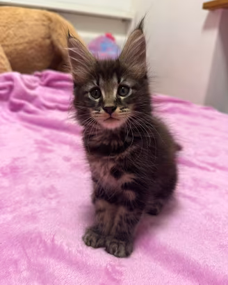 Cuccioli di Mainecoon