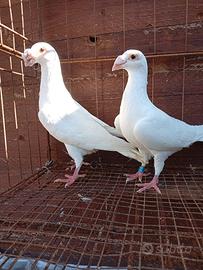 Colombi viaggiatori vecchia razzaa