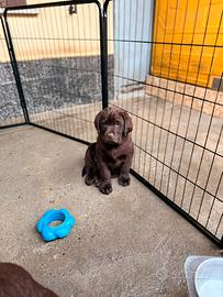 Cuccioli labrador chocolate