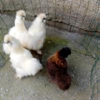 Galli e galline morosetta