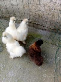 Galli e galline morosetta