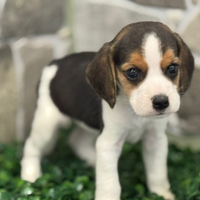 Beagle