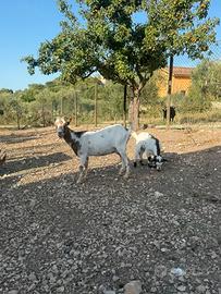 Caprette tibetane