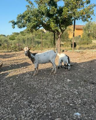 Caprette tibetane