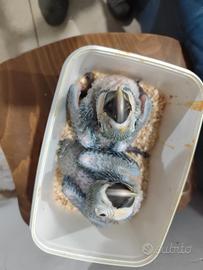 Salento pappagalli