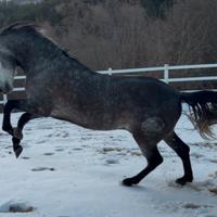 Cavallo spagnolo montato ed attaccato