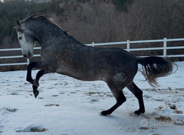 Cavallo spagnolo montato ed attaccato