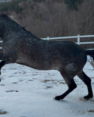 Cavallo spagnolo montato ed attaccato