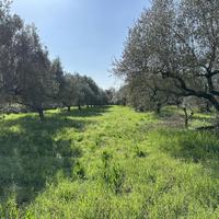 Terreno Agricolo Castel Sant'Elia