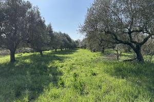Terreno Agricolo Castel Sant'Elia