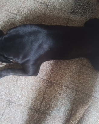 Cane accoppiamento