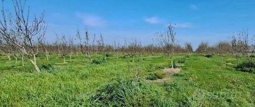Immobile in asta di 60805 m² a Villadose - Vista 3