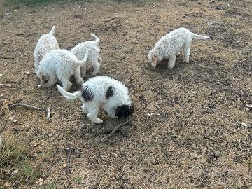 Disponibili cuccioli di Lagotto romagnolo