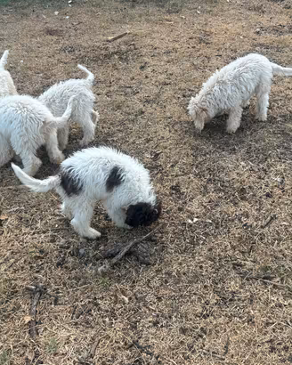 Disponibili cuccioli di Lagotto romagnolo