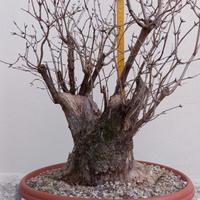 Pre bonsai di lonicera xylosteum- caprifoglio