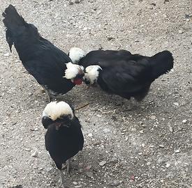 Galli e galline olandesine ciuffate