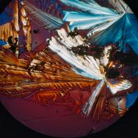 microscopio optika biologico , polarizzatore, 