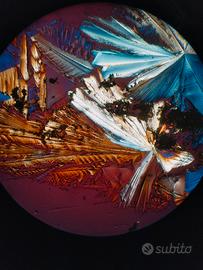 microscopio optika biologico , polarizzatore, 