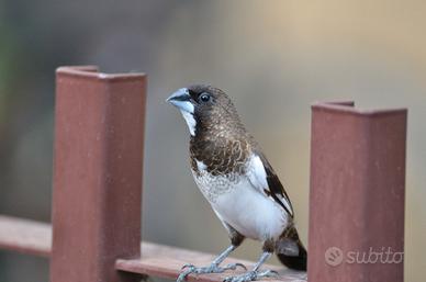 Passero del giappone