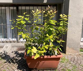 Piante di limone