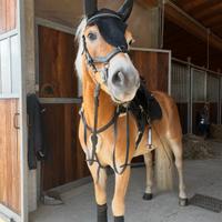 Haflinger cavallo