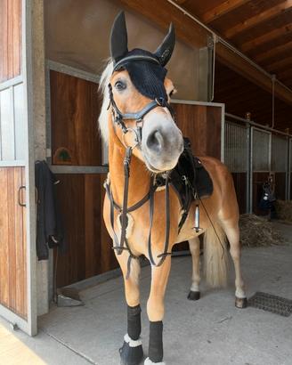 Haflinger cavallo