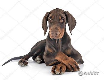Dobermann Marroni Cuccioli Prima's Bari