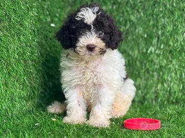 Lagotto romagnolo