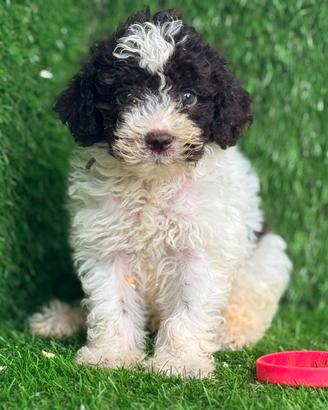 Lagotto romagnolo