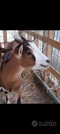 Capra tibetana